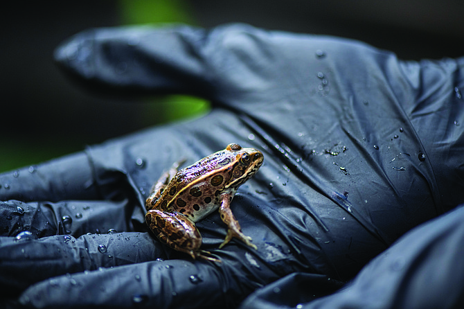 A Leap forward: Endangered frogs hit survival milestone | The ...